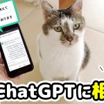 愛猫に好かれたい！流行りのAIチャットボット「ChatGPT」に相談してみた