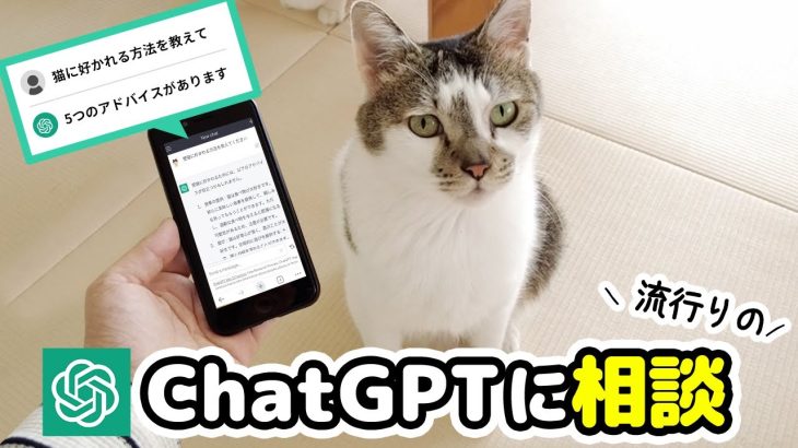 愛猫に好かれたい！流行りのAIチャットボット「ChatGPT」に相談してみた